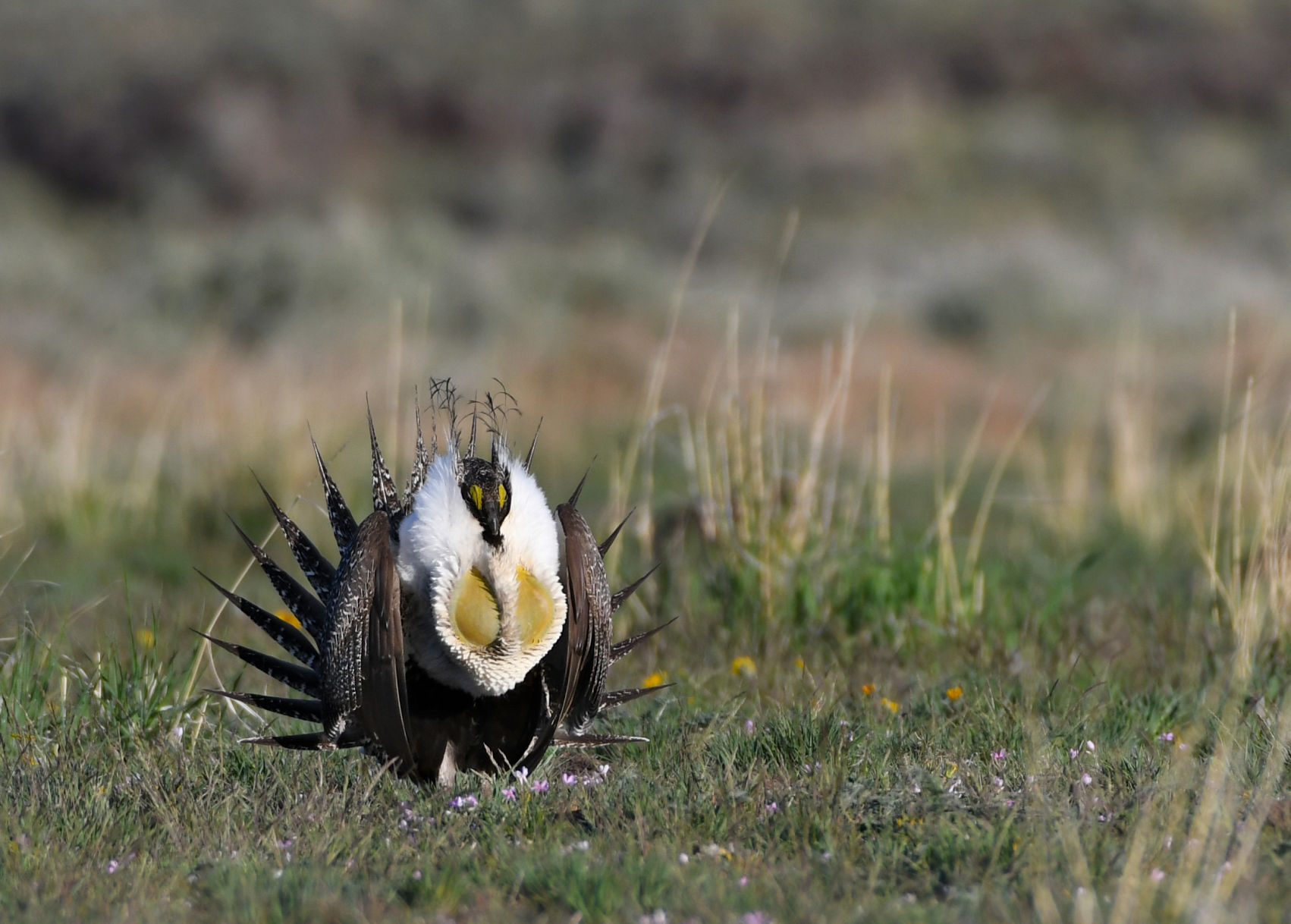 Sagebrush losses